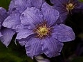 Clematis Glynderek IMG_2523 Powojnik